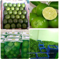 FRESH LIME SEEDLESS/DRIED KAFFIR LIME LEAVES